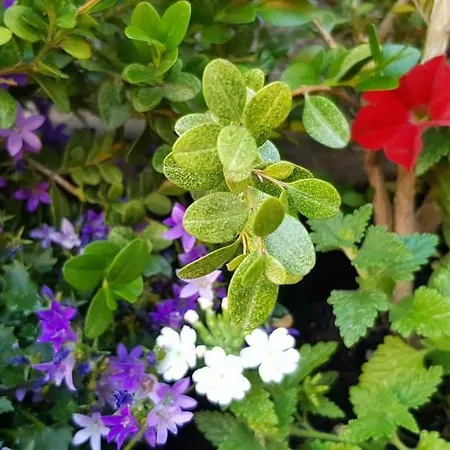 Art - Harz * Stolberg i. Harz