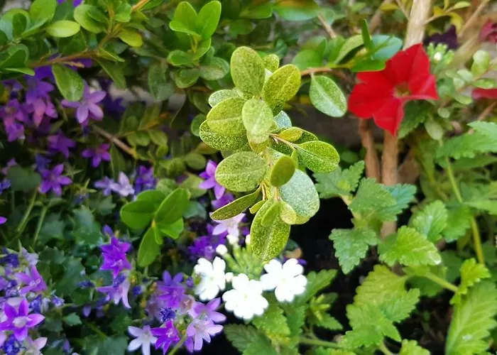 Art - Harz * Stolberg i. Harz